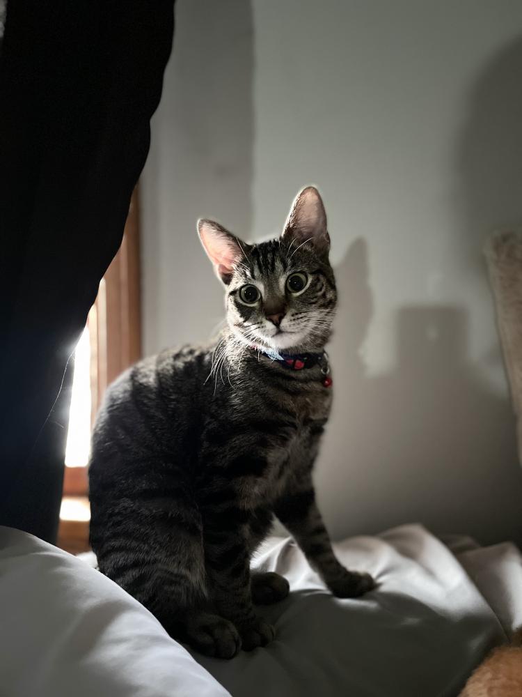 Image of Aroura, Lost Cat