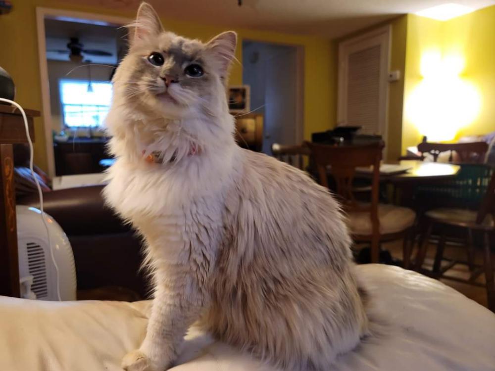 Image of Pearl, Lost Cat