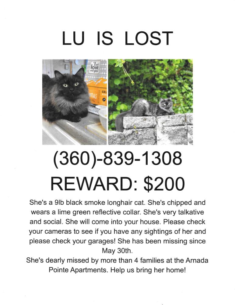 Image of Lu, Lost Cat