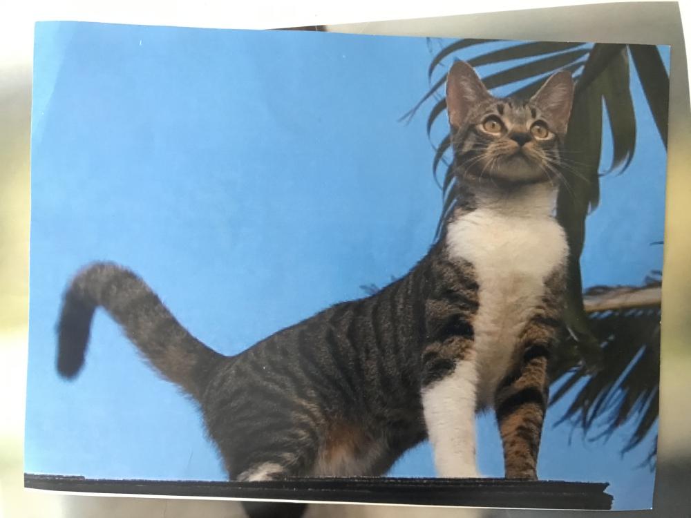 Image of Shane, Lost Cat