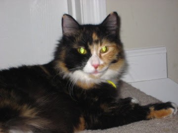 Image of Tippy, Lost Cat