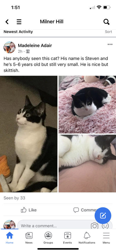 Image of Steven, Lost Cat