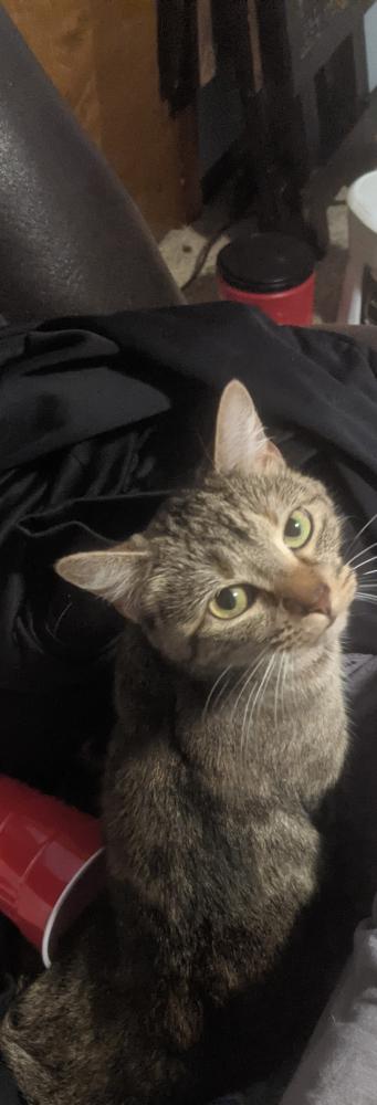Image of Link, Lost Cat