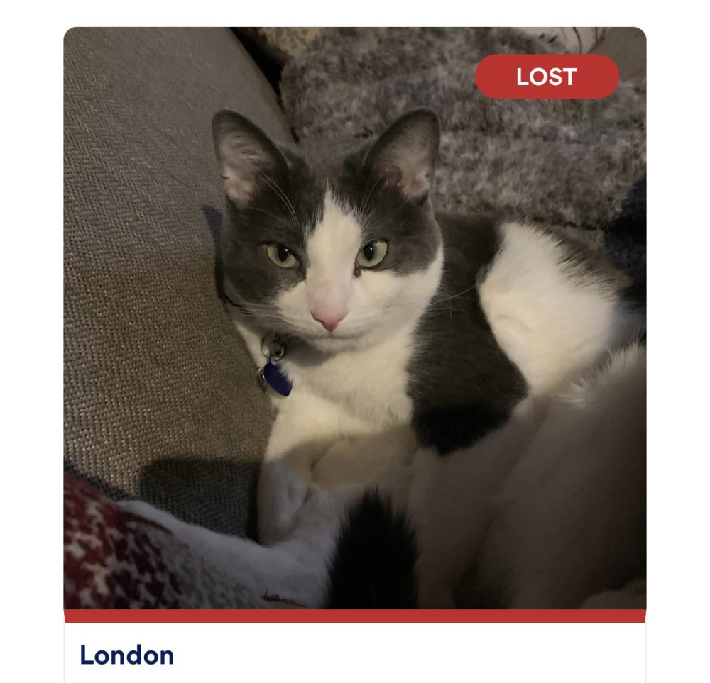 Image of London, Lost Cat