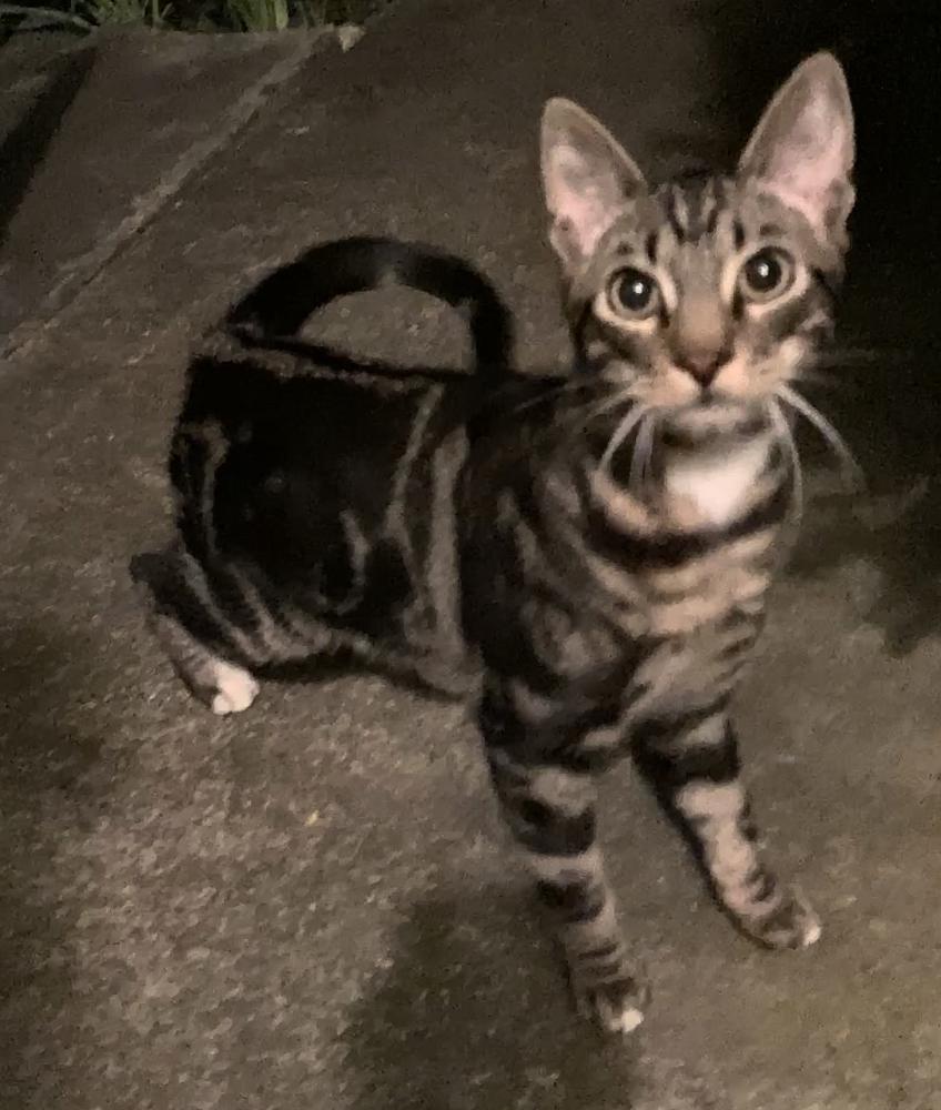 Image of Paco, Lost Cat