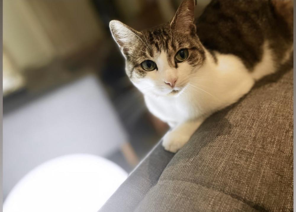 Image of Chelsea, Lost Cat