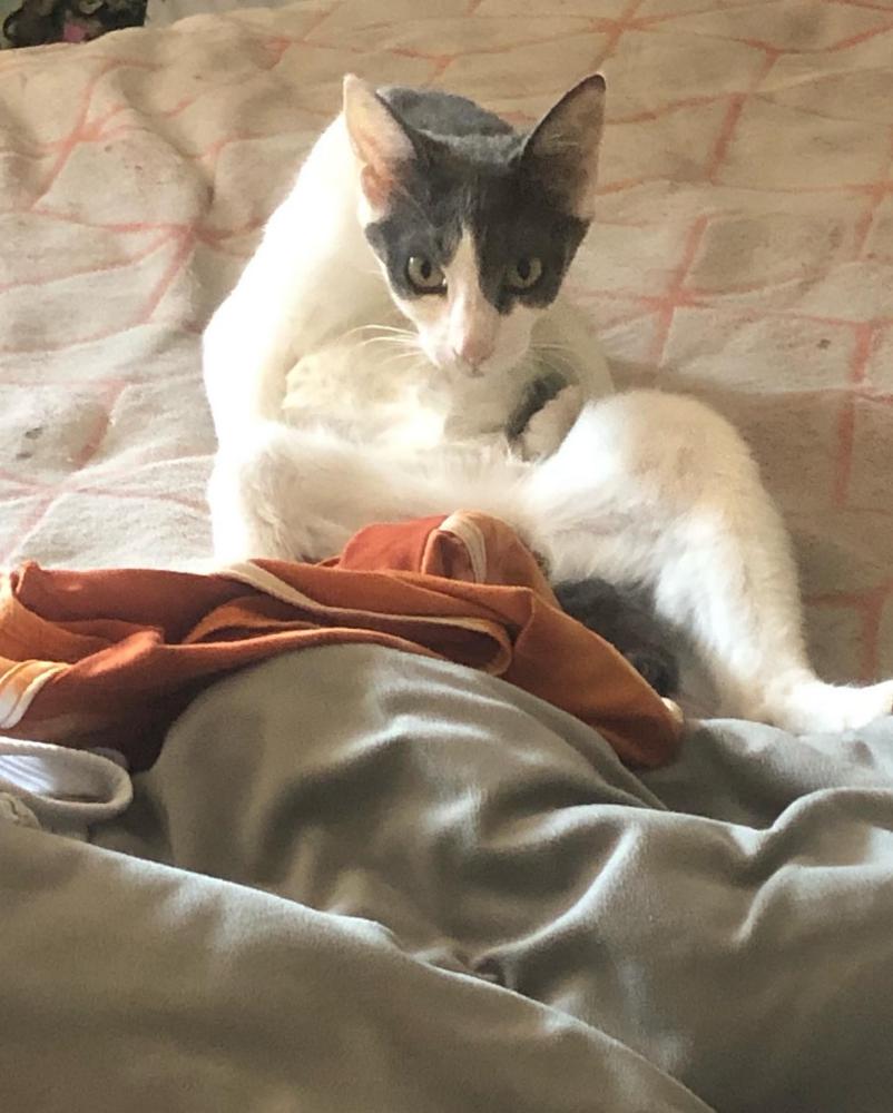 Image of Lilith, Lost Cat