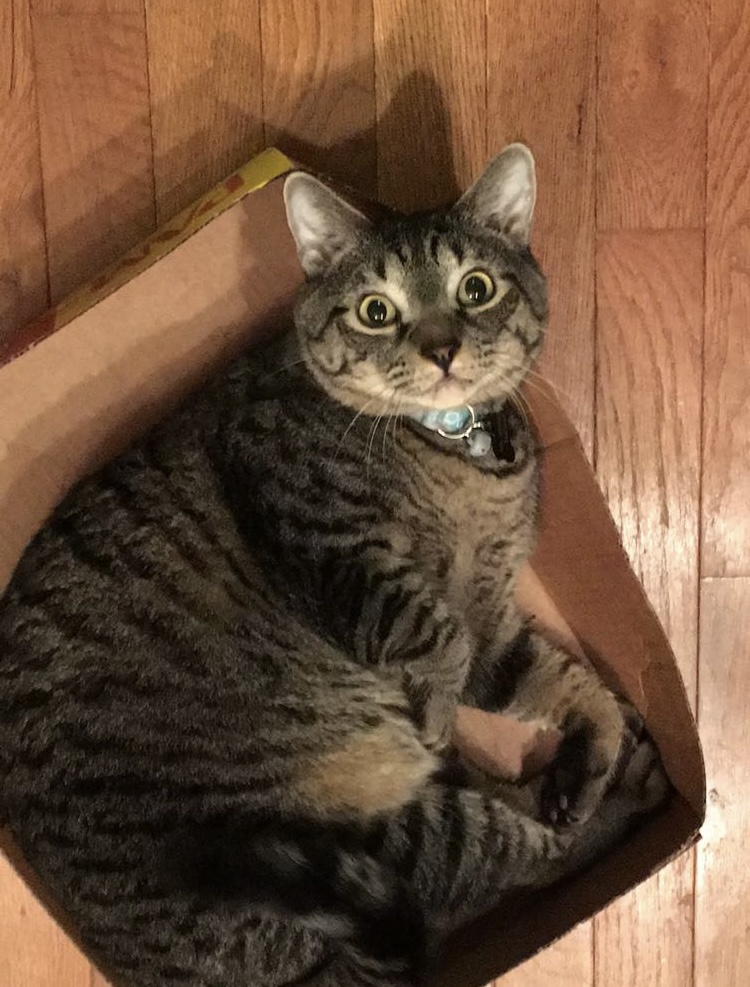 Image of Bamboo, Lost Cat