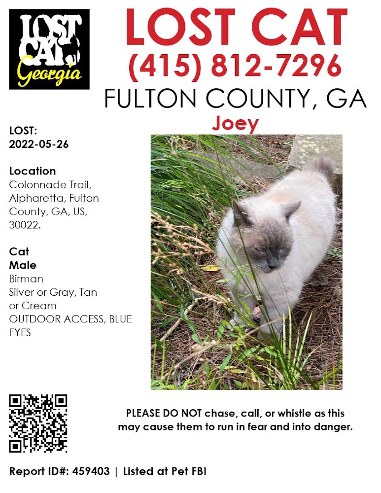 Image of Joey, Lost Cat
