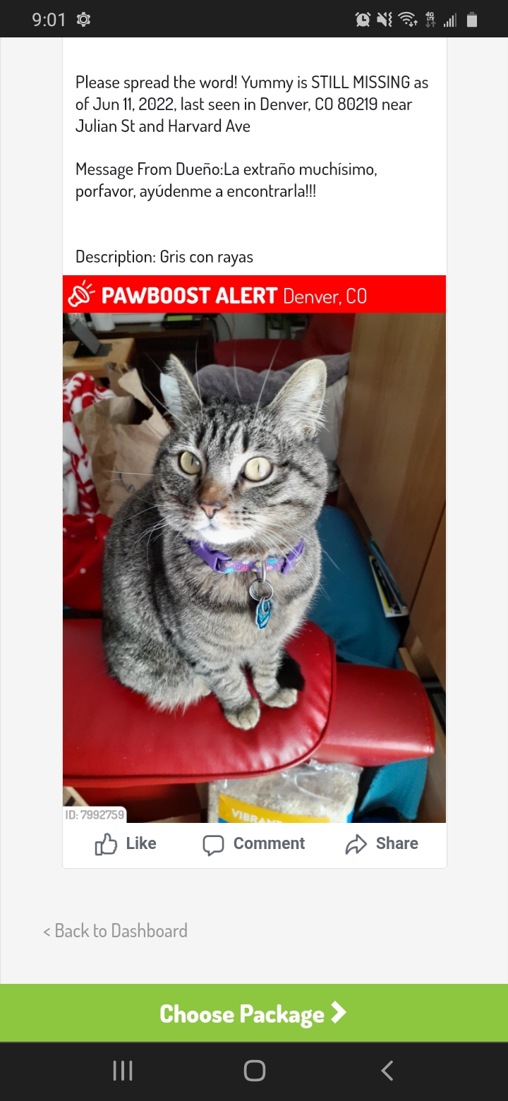 Image of Yummy, Lost Cat