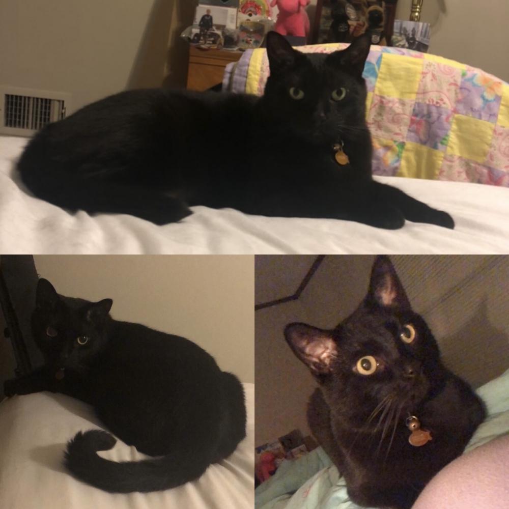 Image of Spook, Lost Cat