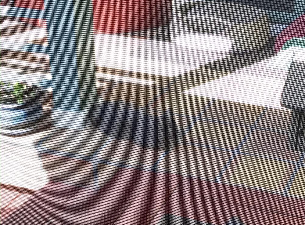 Image of Gray Kitty, Lost Cat
