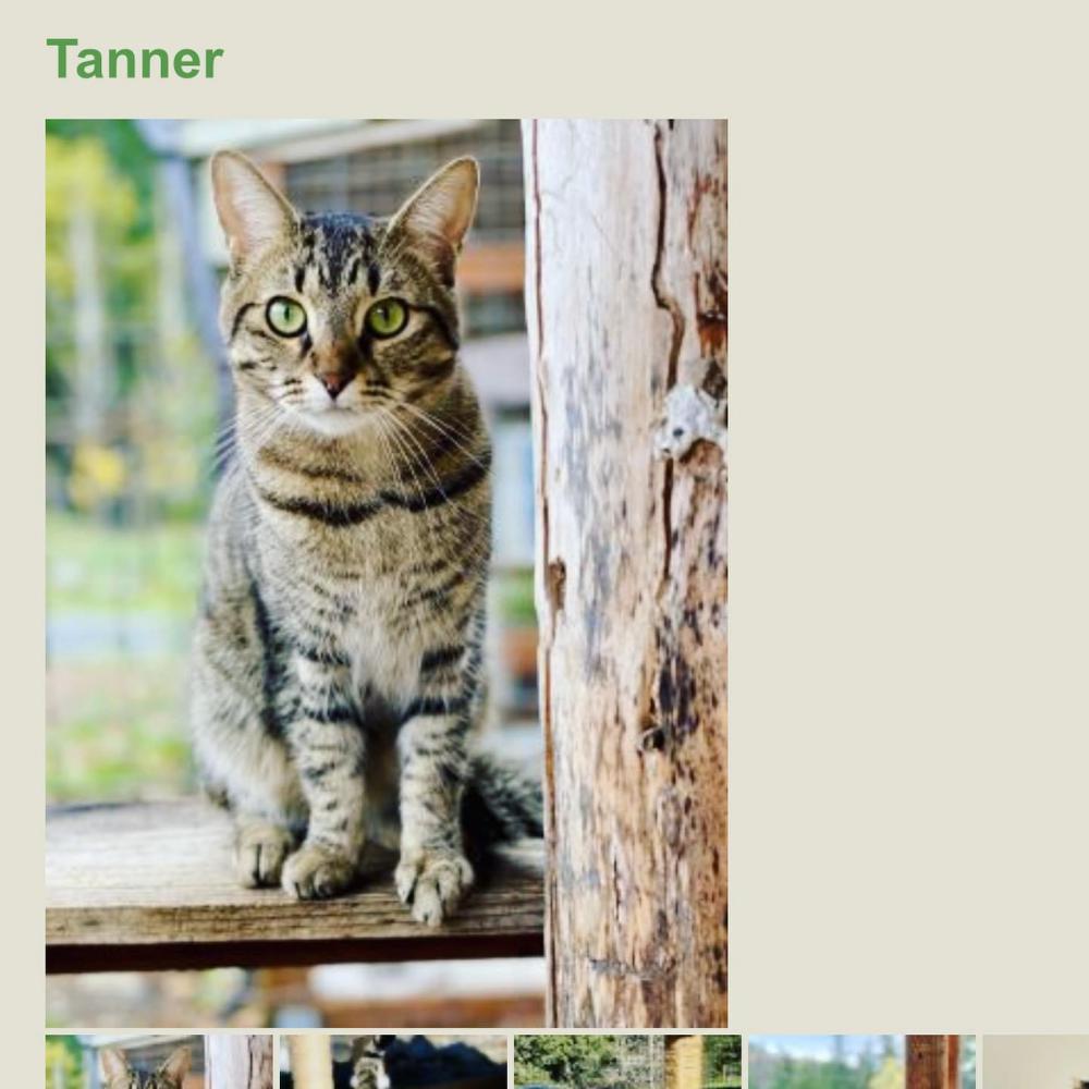 Image of Tanner, Lost Cat