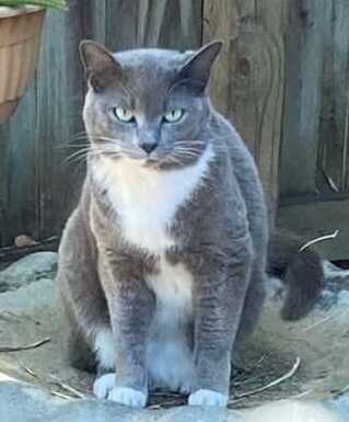 Image of Ashley or Sugar, Lost Cat