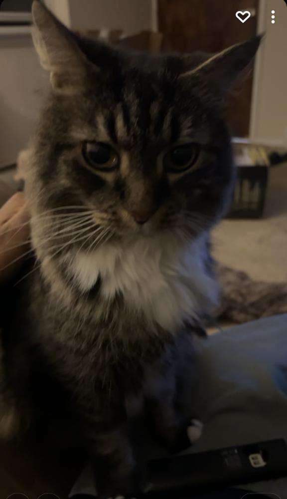 Image of Bailey, Lost Cat