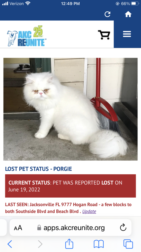 Image of Porgie, Lost Cat