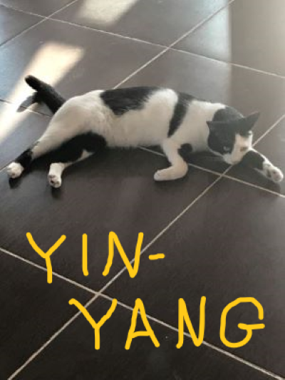 Image of Yin Yang, Lost Cat
