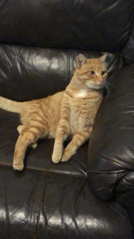 Image of Kenny, Lost Cat