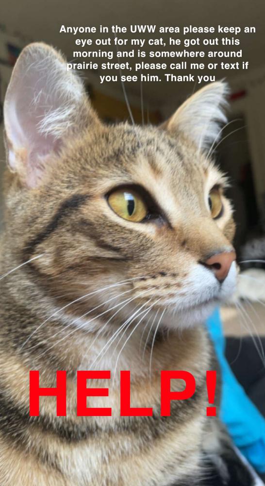Image of Ralph, Lost Cat