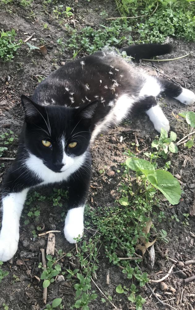 Image of ., Lost Cat