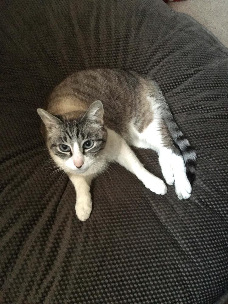 Image of Cosmo, Lost Cat