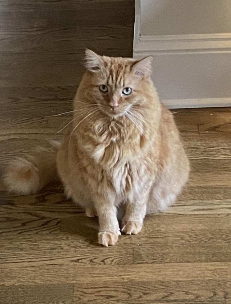 Image of Quaker, Lost Cat