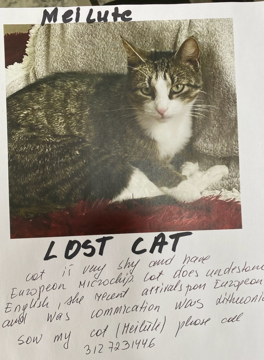 Image of Meilute, Lost Cat