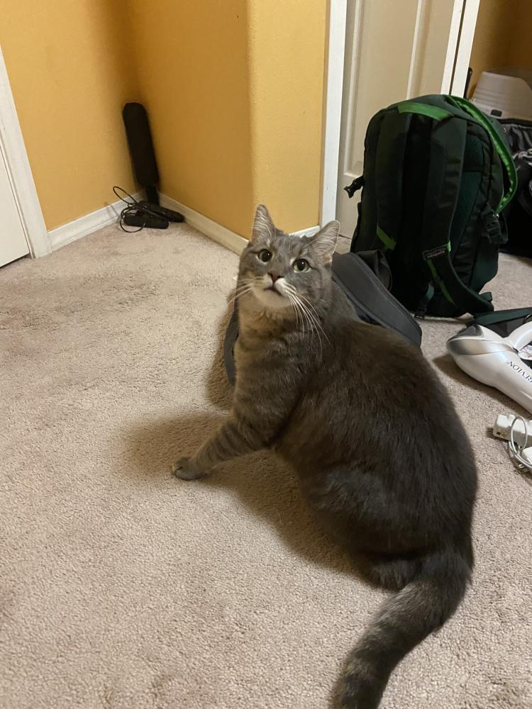 Image of Misha, Lost Cat