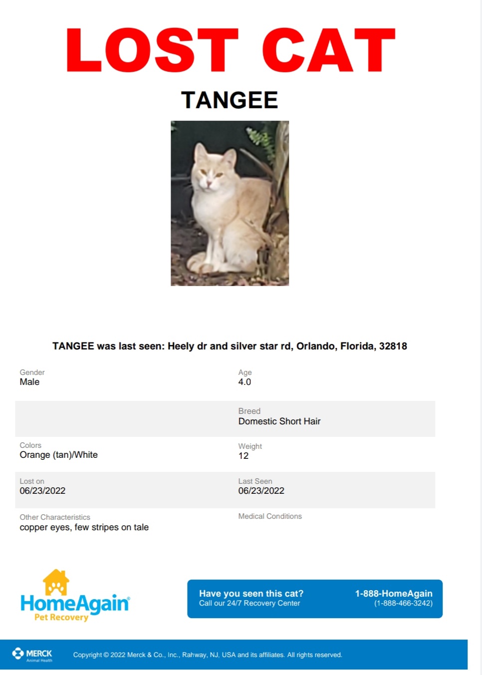 Image of Tangee, Lost Cat