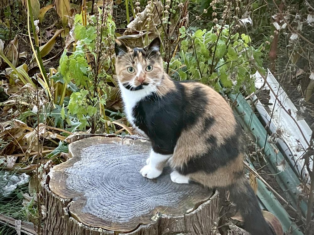 Image of Izzie, Lost Cat