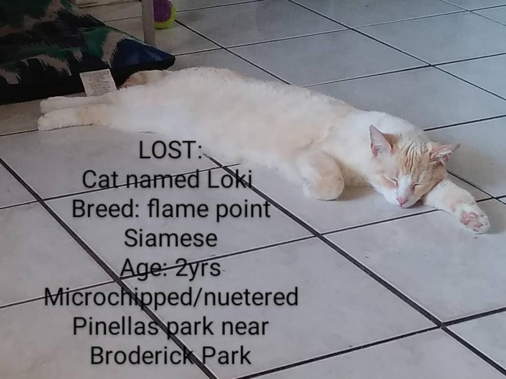 Image of Loki, Lost Cat