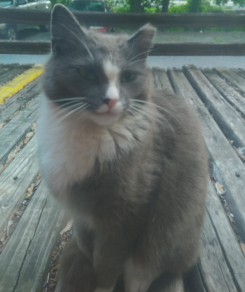 Image of Girly, Lost Cat
