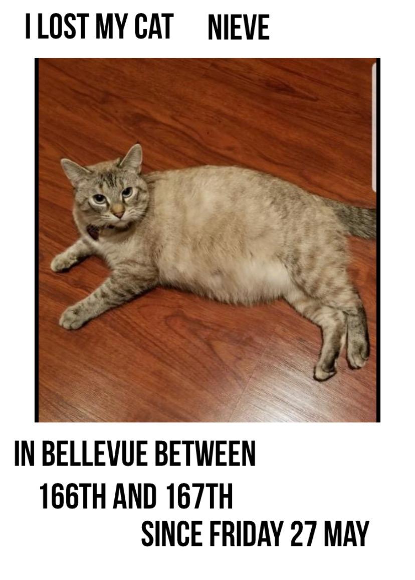 Image of Nieve, Lost Cat