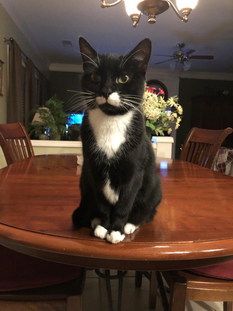 Image of Mr. Kitty Face, Lost Cat