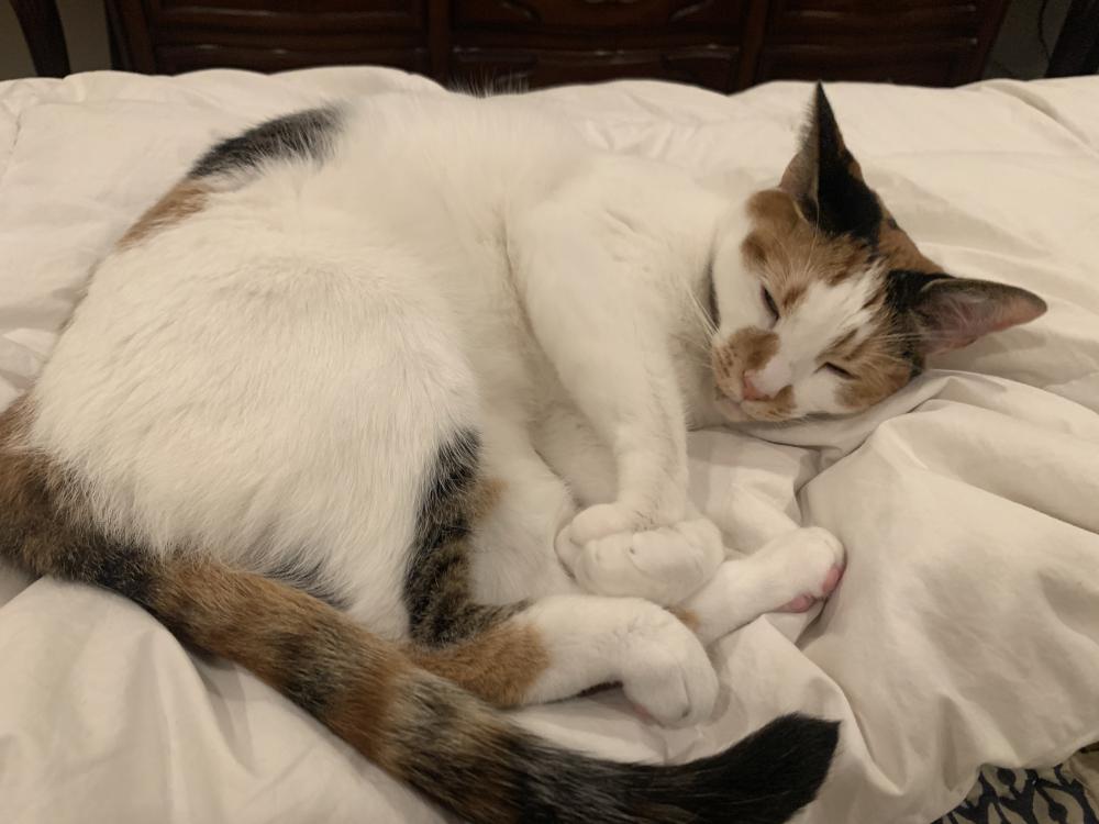 Image of Catherine, Lost Cat
