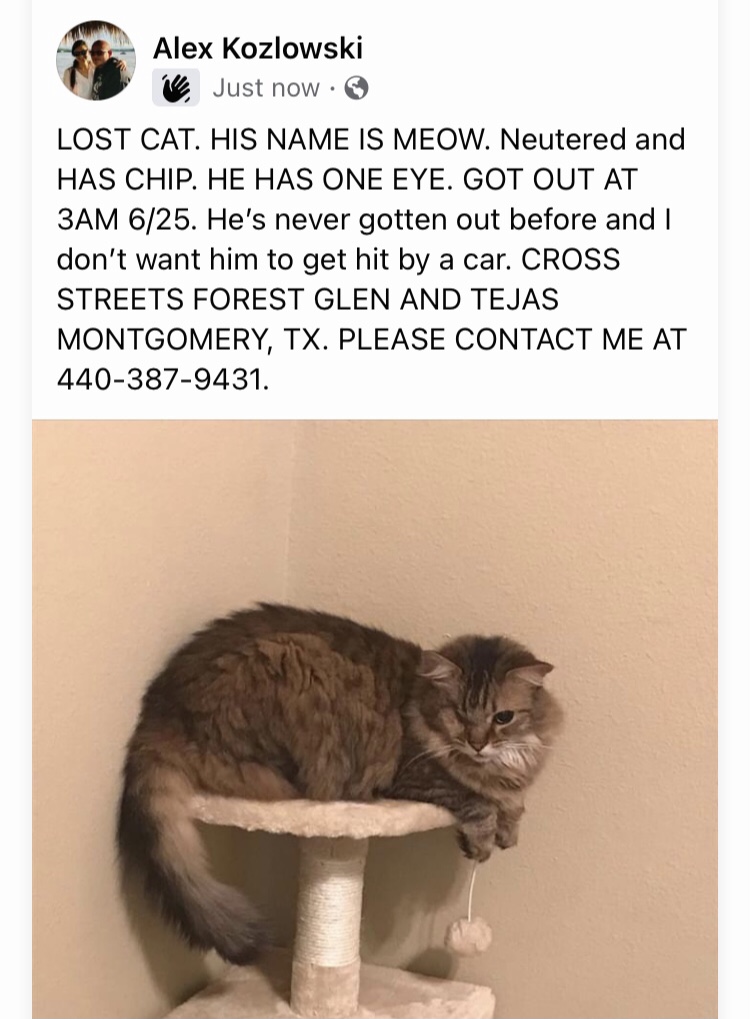 Image of Meow, Lost Cat
