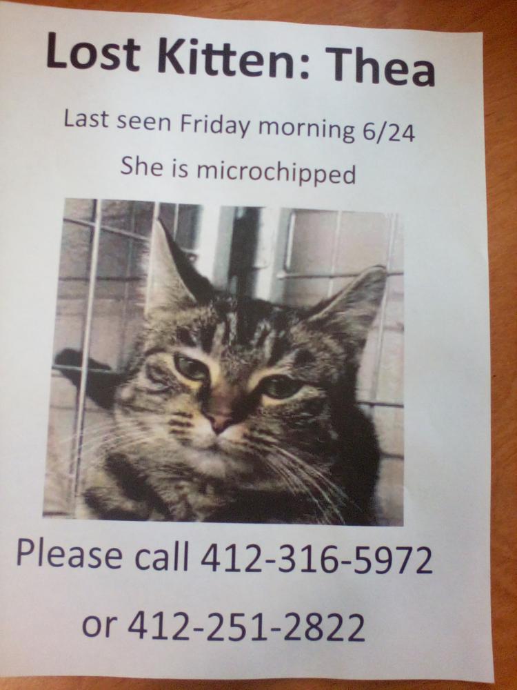 Image of Thea, Lost Cat