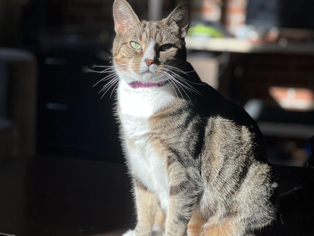 Image of Penny Lane, Lost Cat