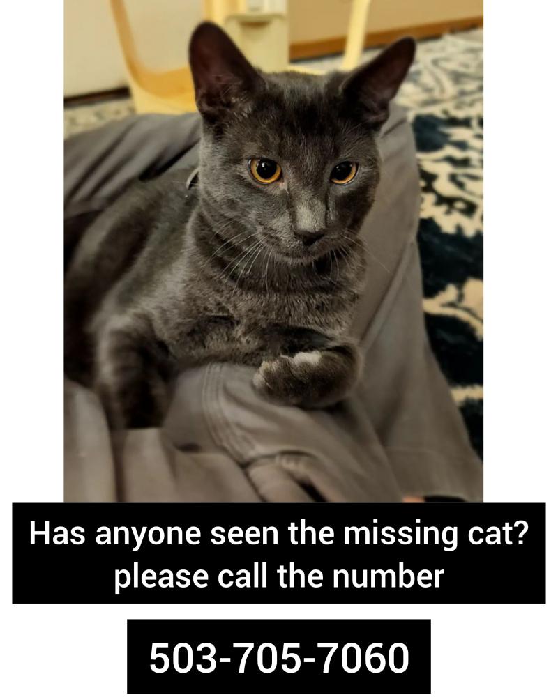 Image of gray, Lost Cat