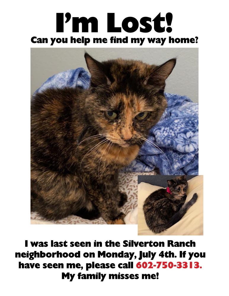 Image of Schmuck, Lost Cat
