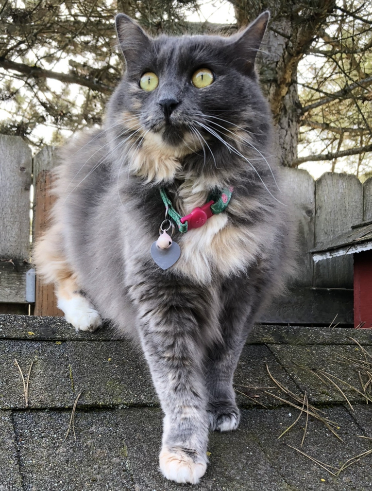 Image of Tina, Lost Cat