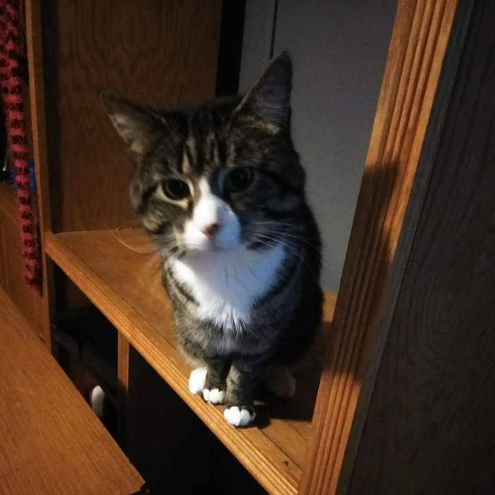 Image of Mojo, Lost Cat