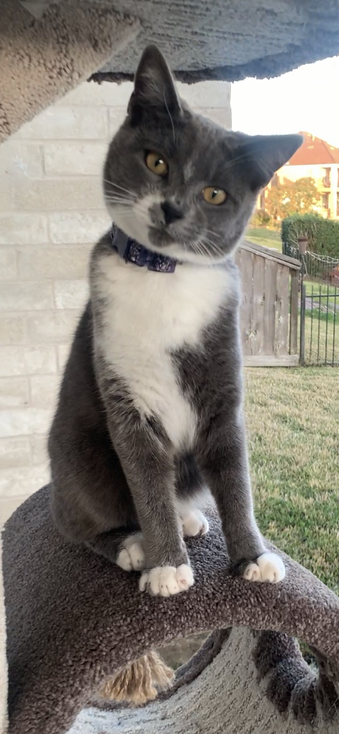 Image of stormie, Lost Cat