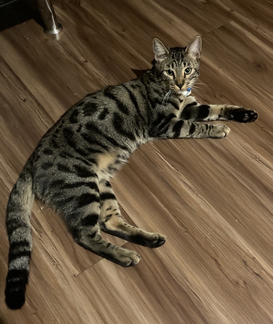 Image of Cleo, Lost Cat