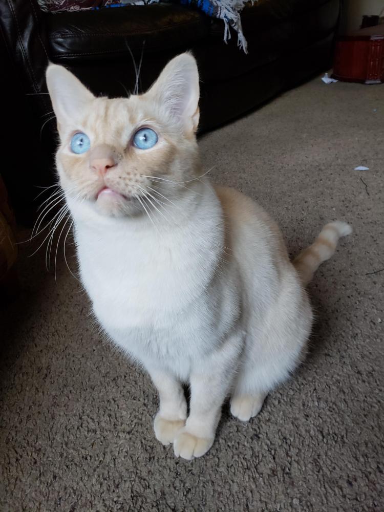Image of Bartok, Lost Cat