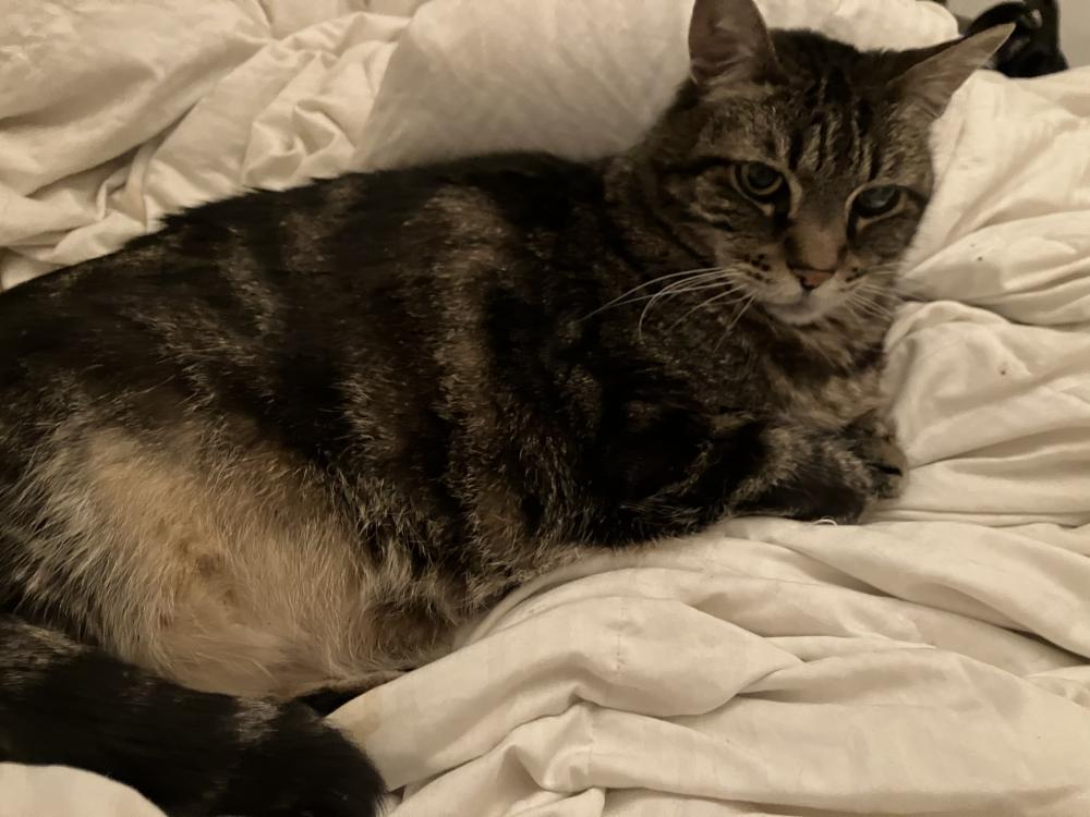 Image of Teal-C aka Fatness, Lost Cat