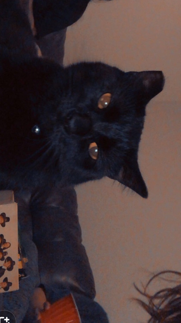 Image of Vageta, Lost Cat
