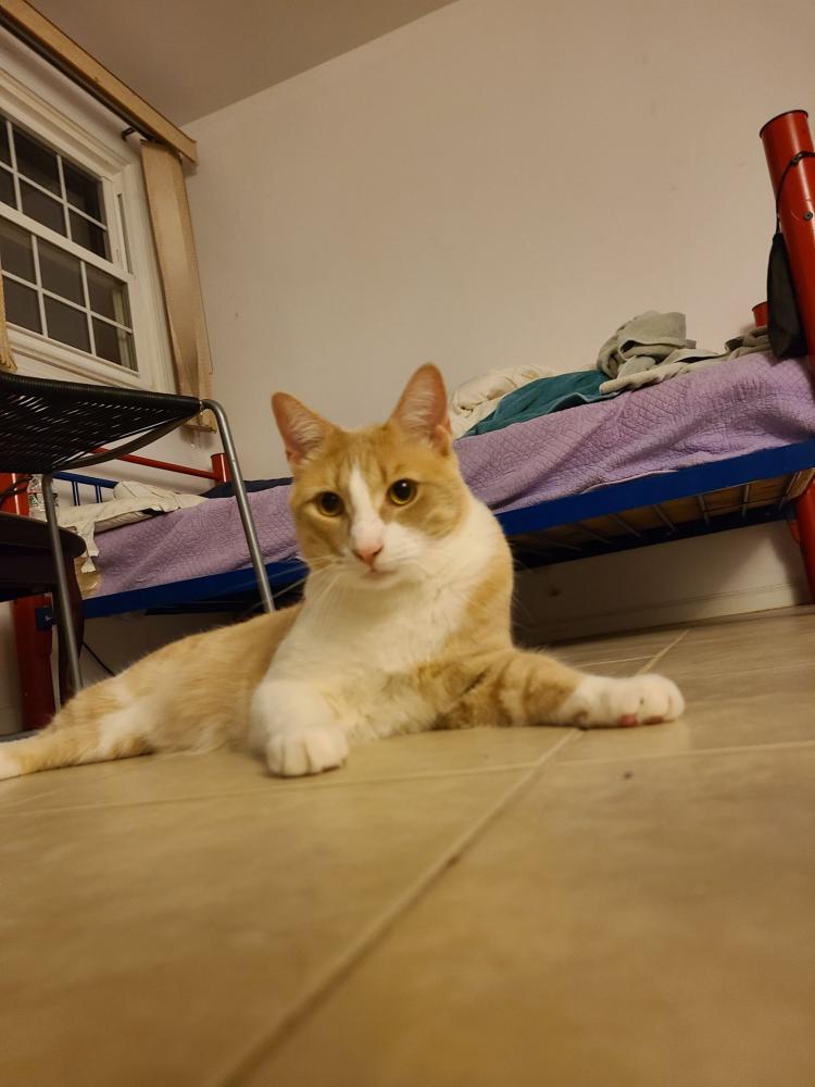 Image of Lloyd, Lost Cat