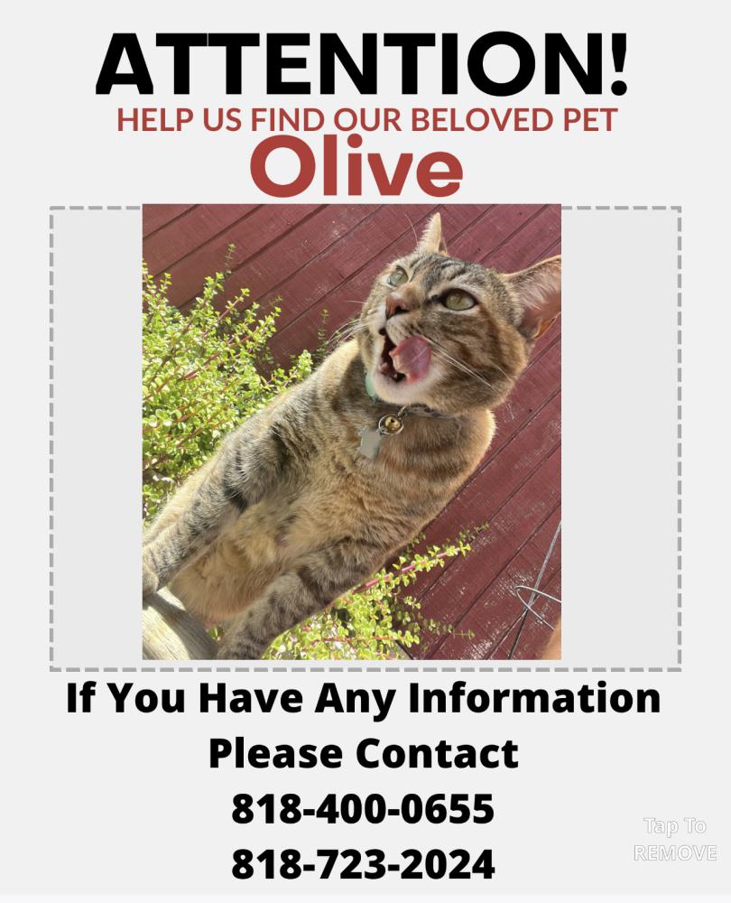 Image of Olive, Lost Cat