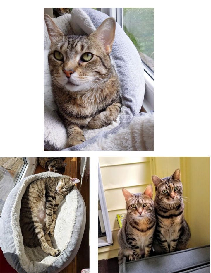 Image of Eloise, Lost Cat